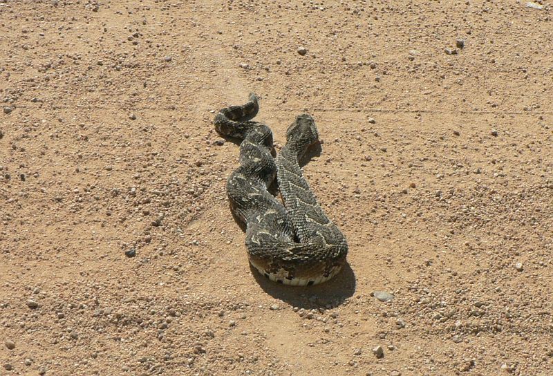 JAR 411_zmije.JPG - Tuto zmiji jsme málem přejeli. Díky vysoké trávě, je asi toto jedinou možností jak spatřit hada. Velmi dlouho ji trvalo, než své dlouhé tělo otočila. Dle internetu by se mělo jednat o Zmiji útočnou (Puff Adder), na nás naštěstí neútočila.